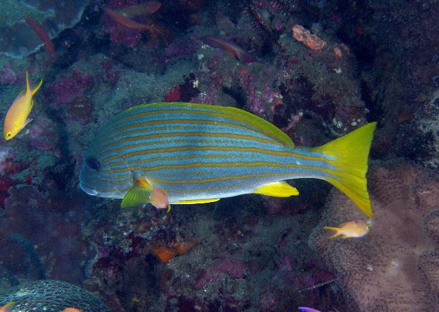 Plectorhinchus chrysotaenia